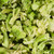 Vitapol Natural Freeze-Dried Broccoli Bird Treats - 20g