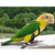 The Aviator Parrot Harness for Medium-sized Birds