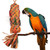 Palm Leaf Coloured Spiked Pinata Natural Parrot Toy