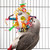 Nuts, Bolts & Binkies Puzzle Parrot Toy for Large Birds