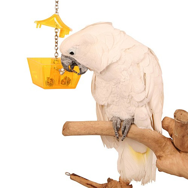Expert Level Foraging Toy For Parrots Parrot Essentials