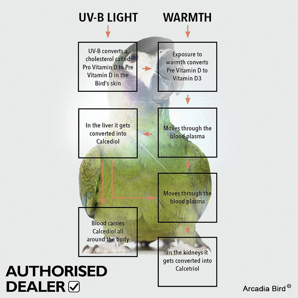 Photo inspiration: Picture Idea: Mini Arcadia Uvb Bird Lamp Avian Light Kit