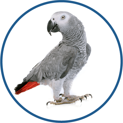African Grey parrot