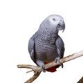 Congo African Grey Parrot Accessories