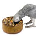 African Grey Parrot Eating Premium Seeds