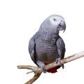 African Grey Parrot on a Natural Perch