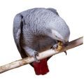 Congo African Grey Parrot Treats