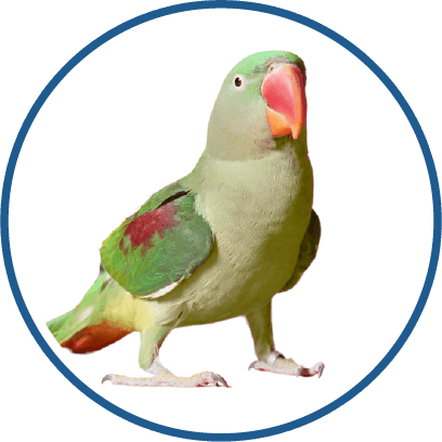 Alexandrine Parakeet