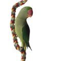 Alexandrine Parakeet Accessories