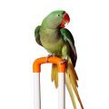 Sturdy Stands for Alexandrine Parakeet