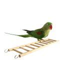 Toys for Alexandrine Parakeets