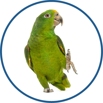 Amazon Parrots