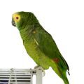 Amazon Parrot on Top of Cage