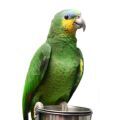 Amazon Parrot Drinking Water wit Liquid Vitamins