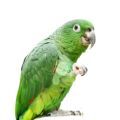 Amazon Parrot Eating Treat