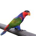 Black Capped Lory Accessories
