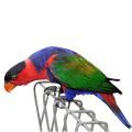 Black Capped Lory Cages