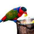 Black Capped Lory Food