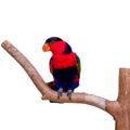 Black Capped Lory Stands