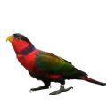 Black Capped Lory Supplies