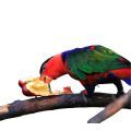 Black Capped Lory Treats