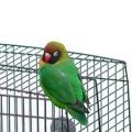 Black Cheeked Lovebird Cages