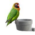 Black Cheeked Lovebird Food
