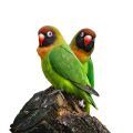 Black Cheeked Lovebird Stands