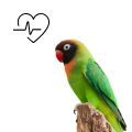 Black Cheeked Lovebird Supplements