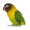 Black Cheeked Lovebird Supplies