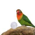 Black Cheeked Lovebird Toys