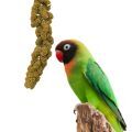 Black Cheeked Lovebird Treats