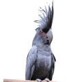 Black Palm Cockatoo Cages