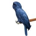 Black Palm Cockatoo Supplements