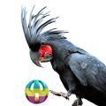 Black Palm Cockatoo Toys