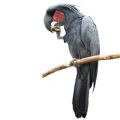 Black Palm Cockatoo Treats