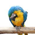 Blue & Gold Macaw Parrot Accessories