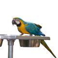 Blue & Gold Macaw Parrot Stands