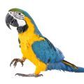Blue & Gold Macaw Parrot Supplies