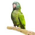 Blue Crowned Conure Accessories