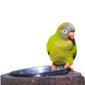 Blue Crowned Conure Food