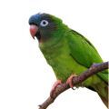 Blue Crowned Conure Stands