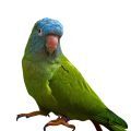 Blue Crowned Conure Supplies
