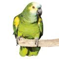 Blue Fronted Amazon Accessories
