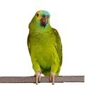 Blue Fronted Amazon Cages