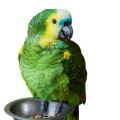 Blue Fronted Amazon Food
