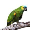 Blue Fronted Amazon Stands