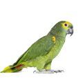 Blue Fronted Amazon Supplies