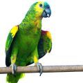 Blue Fronted Amazon Toys