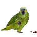 Blue Fronted Amazon Treats